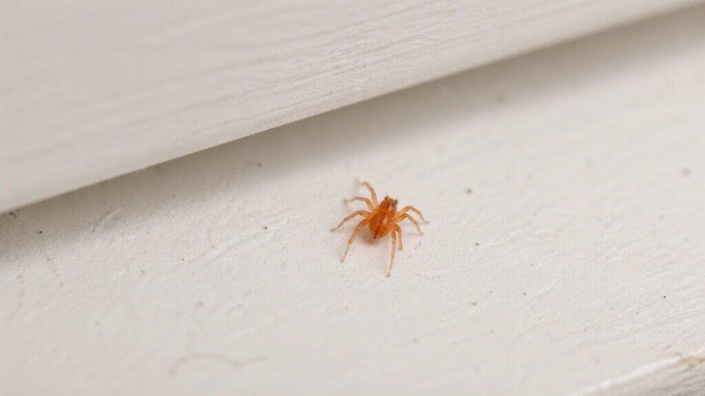 Tiny Orange Spider in House