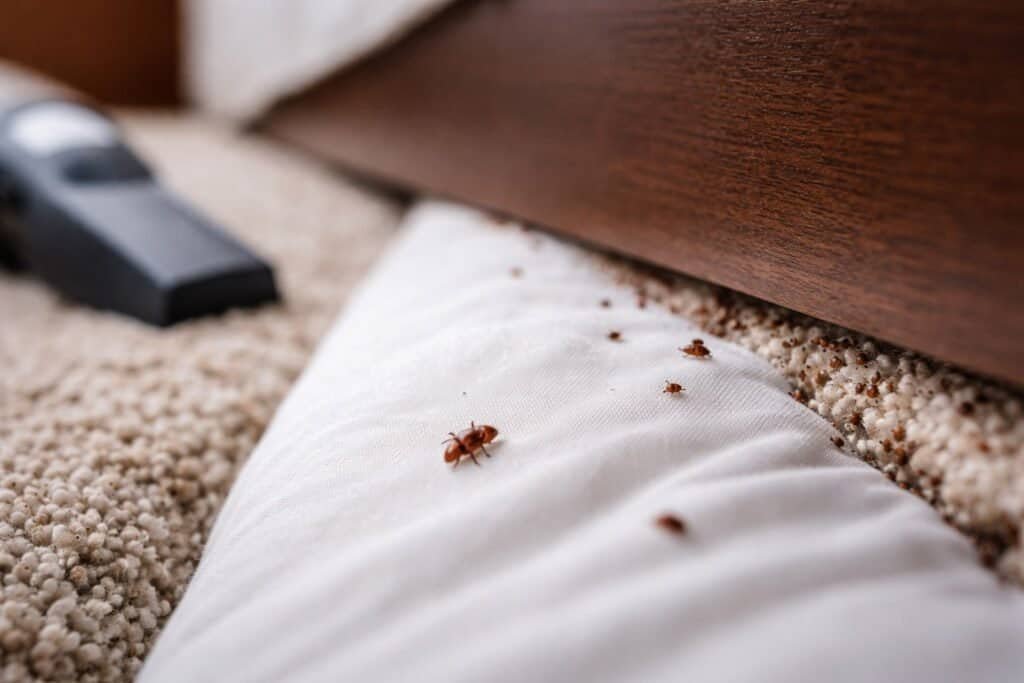 Tiny Reddish-Brown Bugs in House