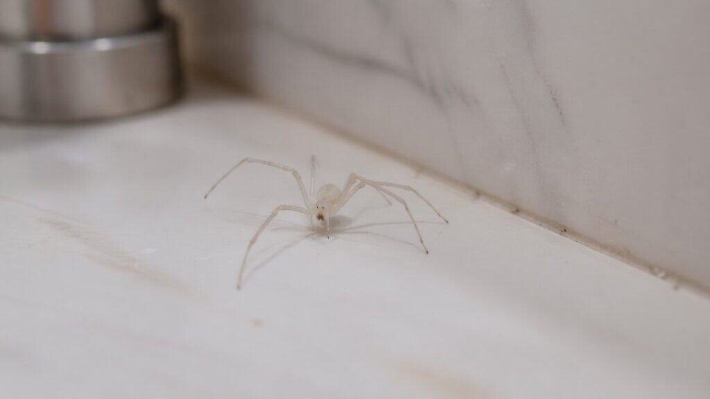 White Spiders in Bathroom