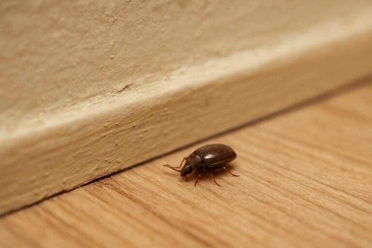Tiny Brown Beetle in the House