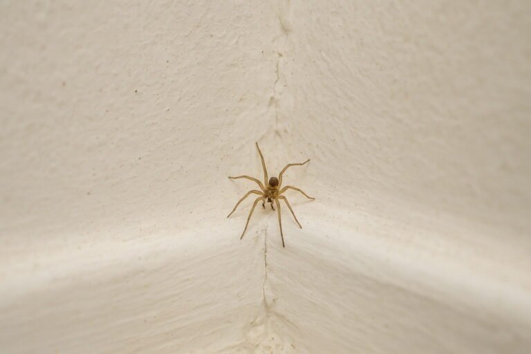 Tiny Spiders in the House