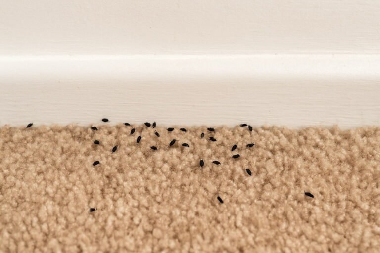 Tiny Black Bugs in the House