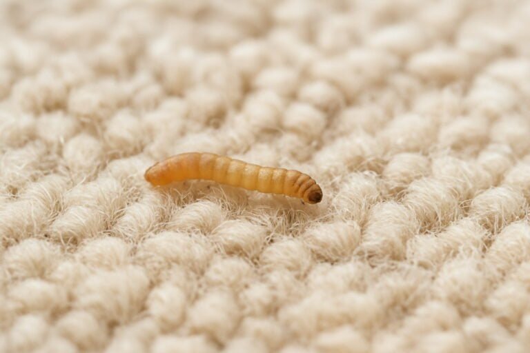 Tiny Worm-Like Bugs in House