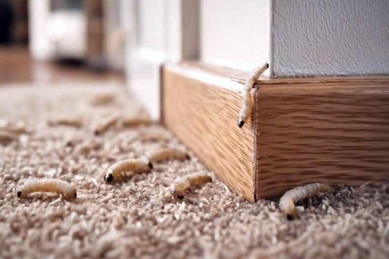 Tiny Caterpillar-Like Bugs in House