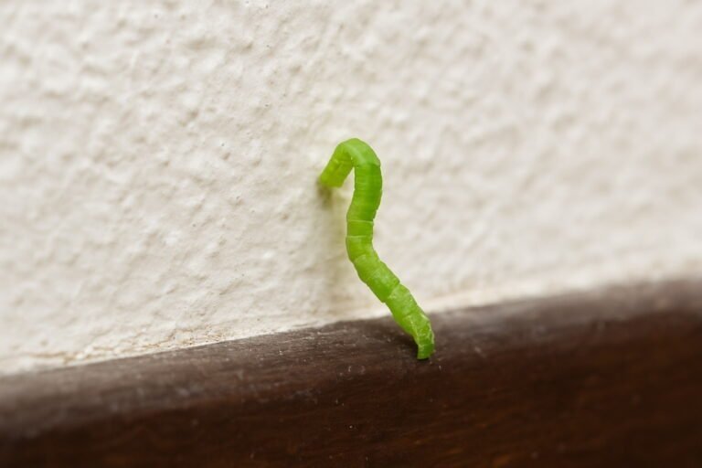 Tiny Green Worm in House