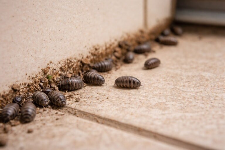 Tiny Pill Bugs in House