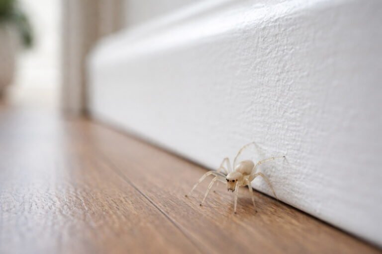 Tiny White Spiders in House