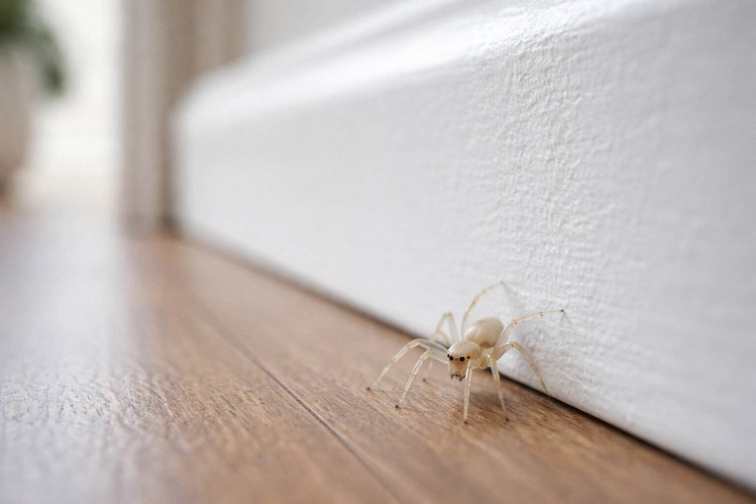 Tiny White Spiders in House: Causes, Identification, Risks & Prevention ...