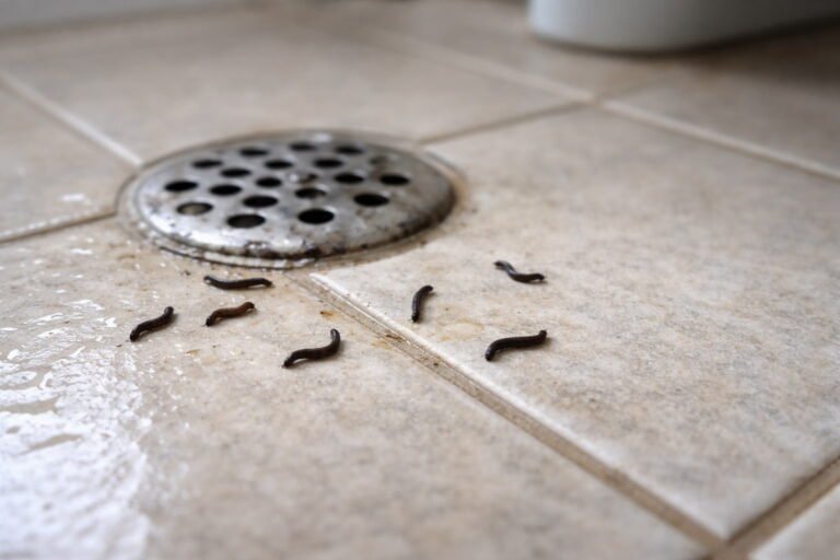 Small Black Worms in Bathroom Floor