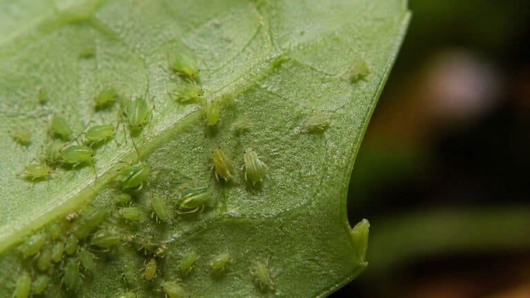 Tiny Light Green Bugs