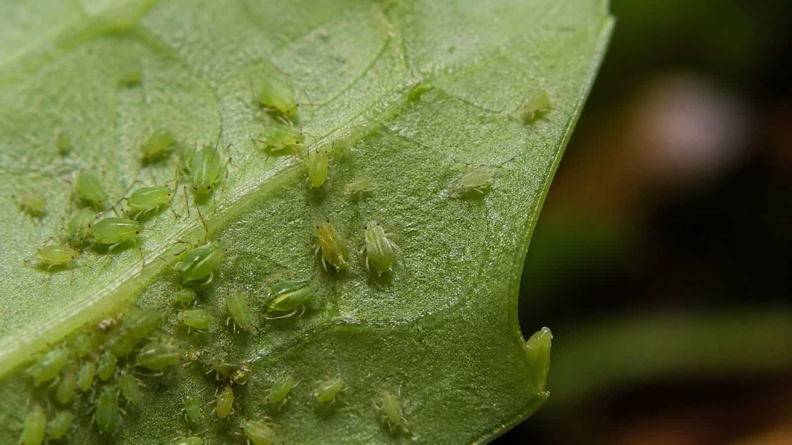 Tiny Light Green Bugs: What They Are and How to Get Rid of Them Fast ...