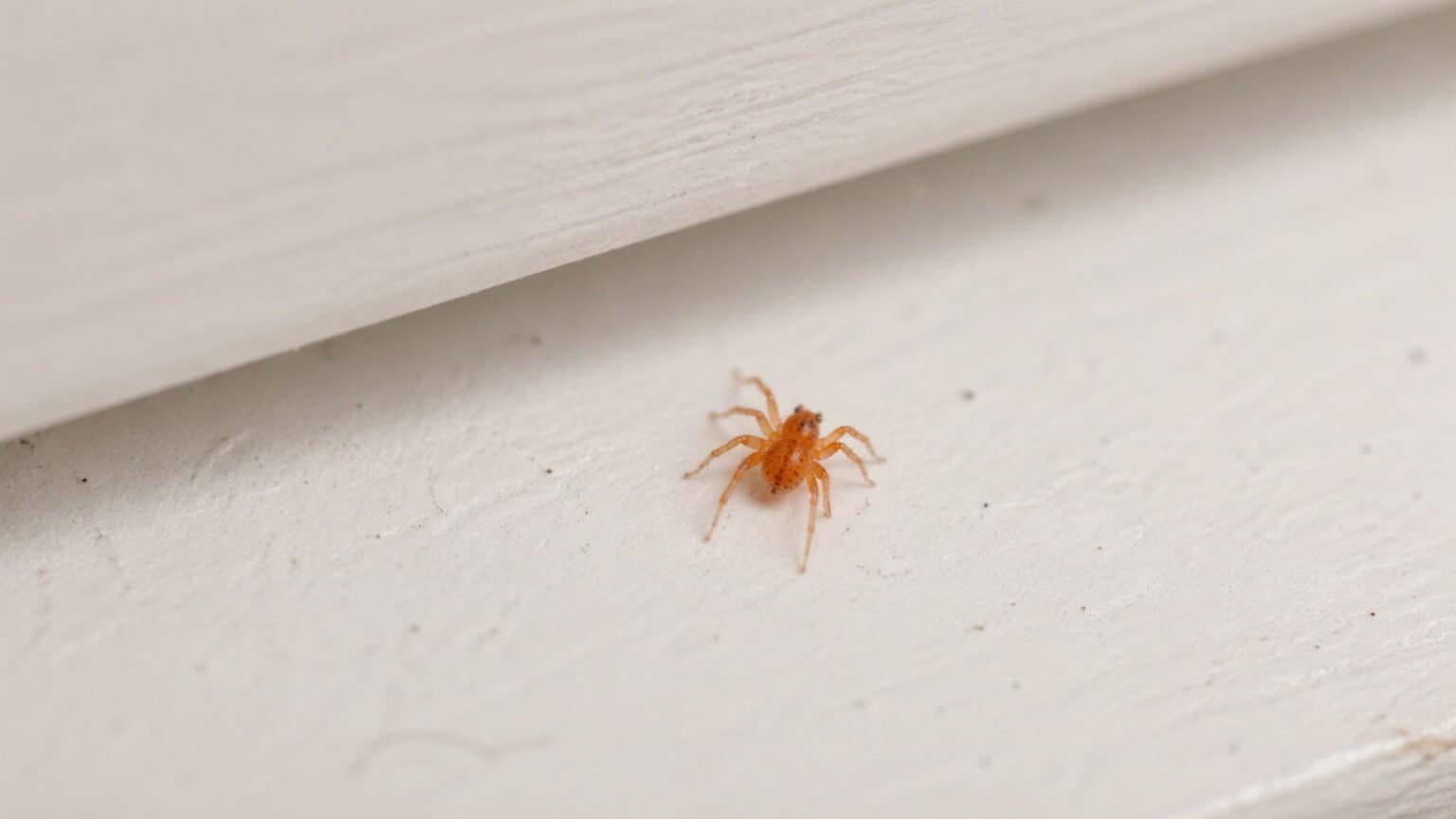 Inspiring Orange Small Spiders Photos
