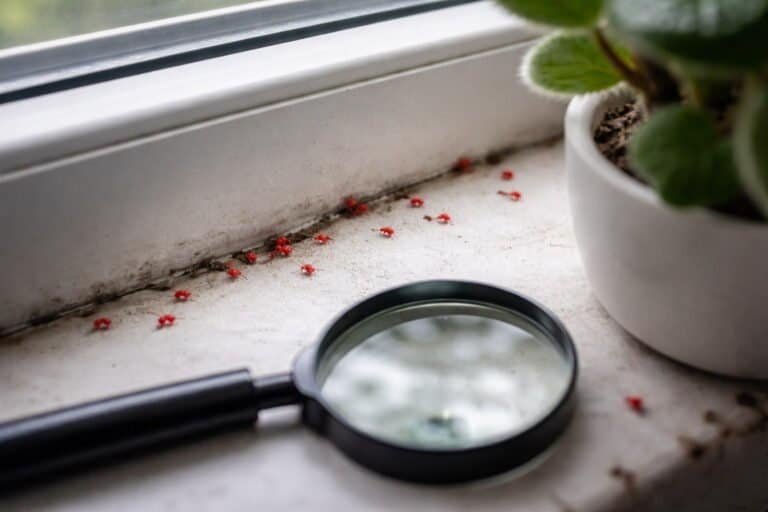 Tiny Red Bugs Not Clover Mites