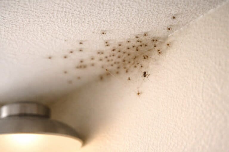 Tiny Spiders in House on Ceiling
