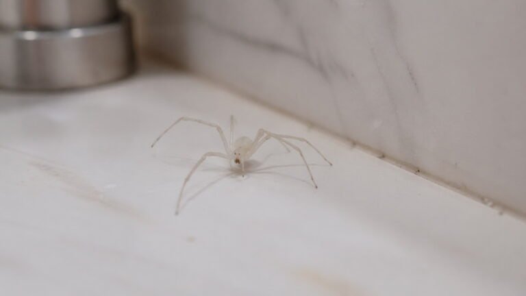 White Spiders in Bathroom