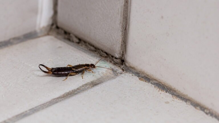 Earwigs in House