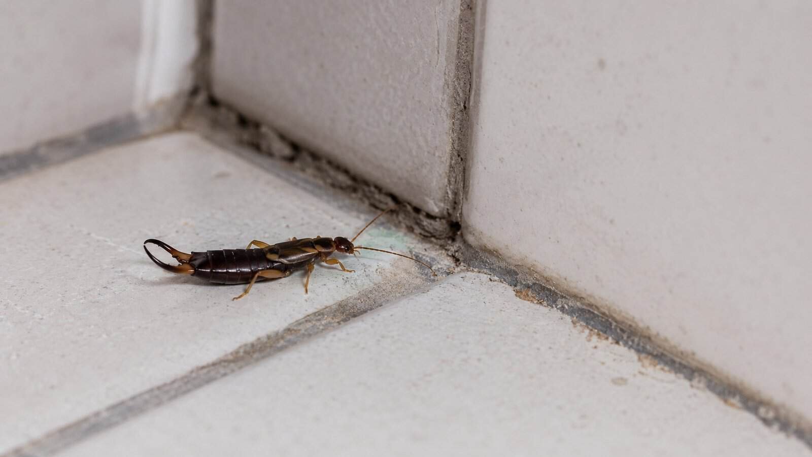 Earwigs in House: Why They Appear and How to Get Rid of Them Fast ...