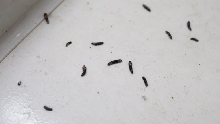 Small Black Worm Like Bugs in House