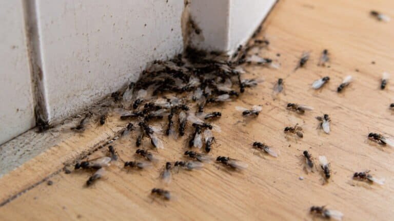 Tiny Black Ants With Wings in House