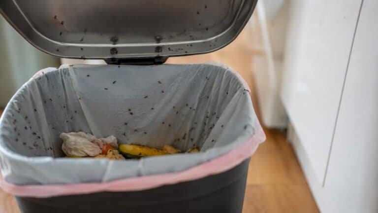 Tiny Bugs in Trash Can Area