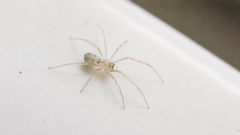 Tiny Clear Spiders in Home
