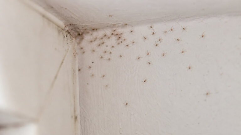 Tiny Little Spiders in My House