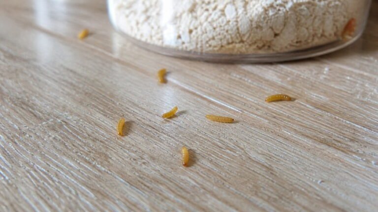 Tiny Yellow Worms in House