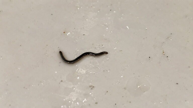 Very Small Black Parasitic Worm