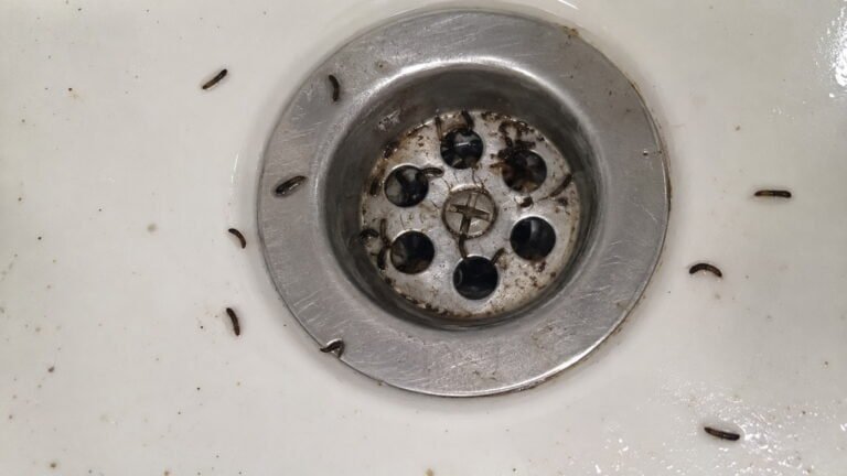 How to Get Rid of Black Worms in Bathroom