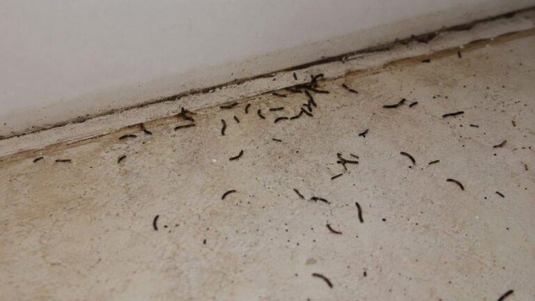 How to Get Rid of Small Black Worms in House