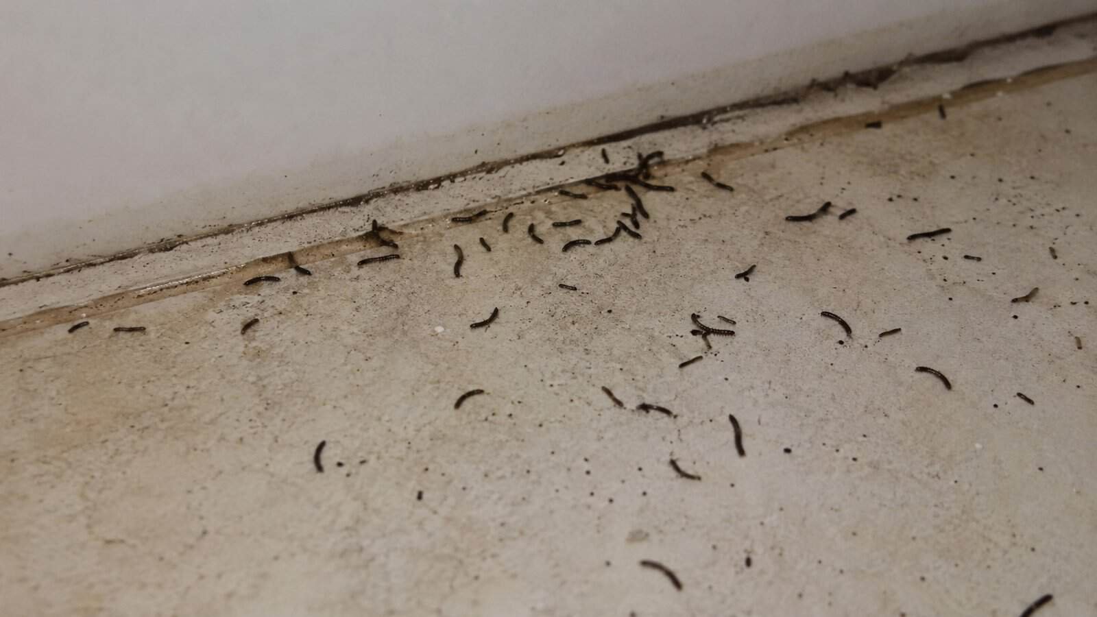 Random House Worm How to Get Rid of Small Black Worms in House - tinyhousel.com