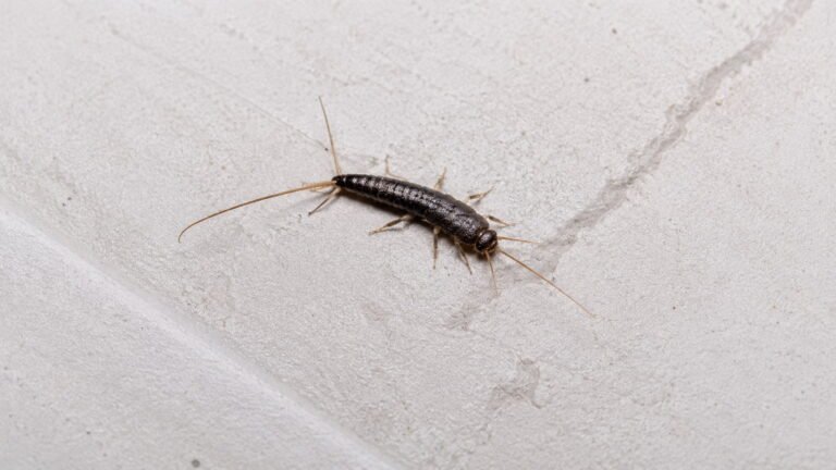 Long Skinny Black Bug in House