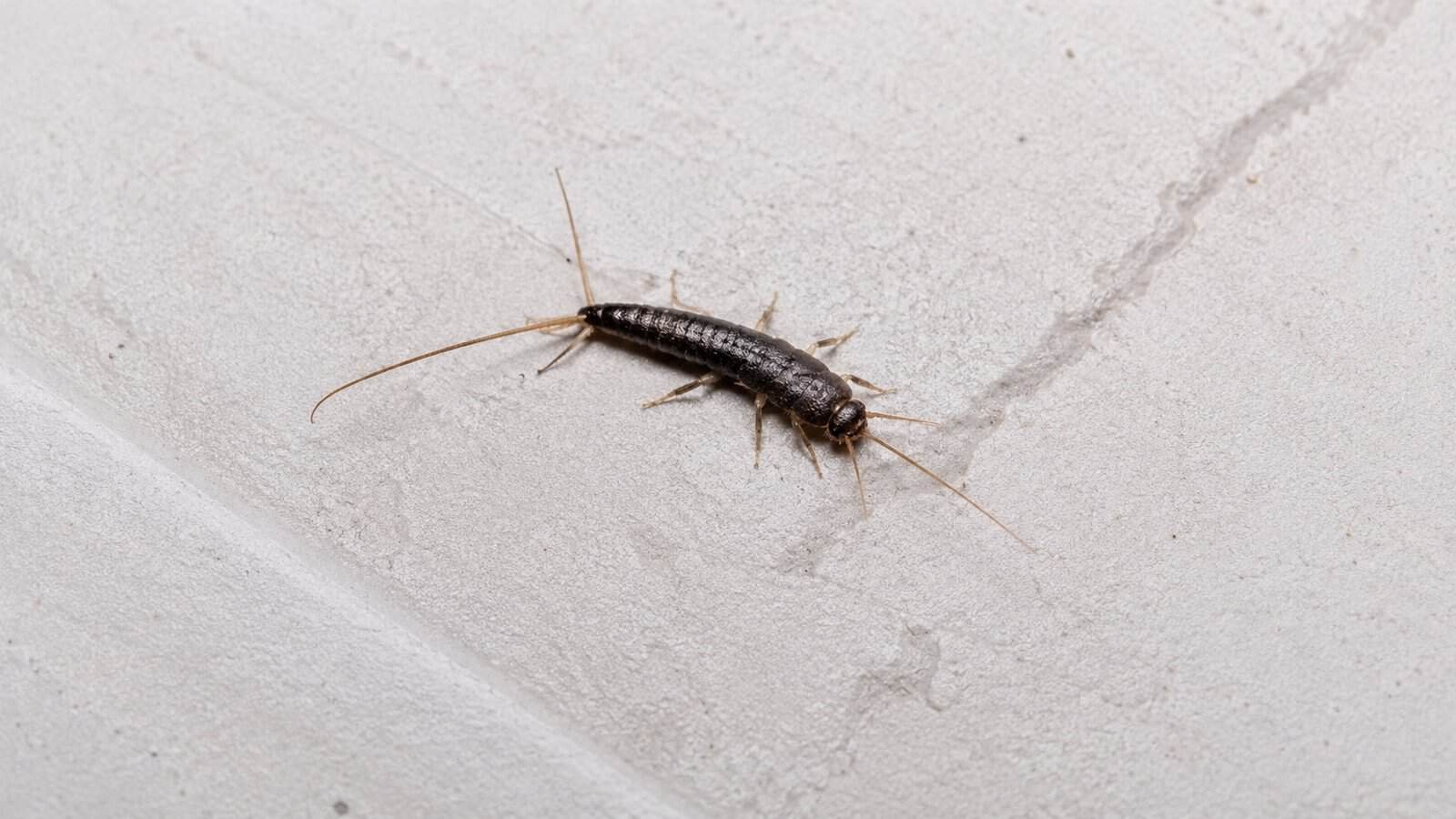 Long Skinny Black Bug in House - tinyhousel.com