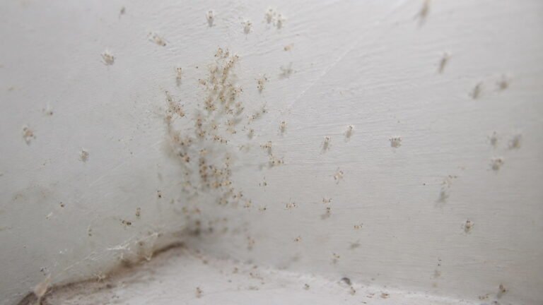 Tiny White Baby Spiders in House