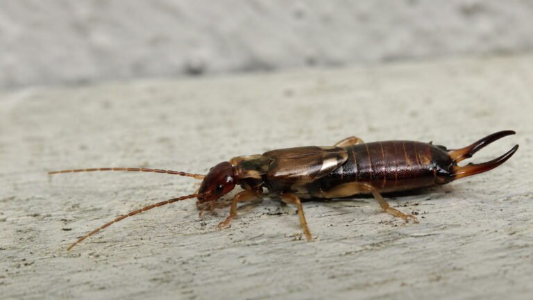 Do Earwigs Bite Humans