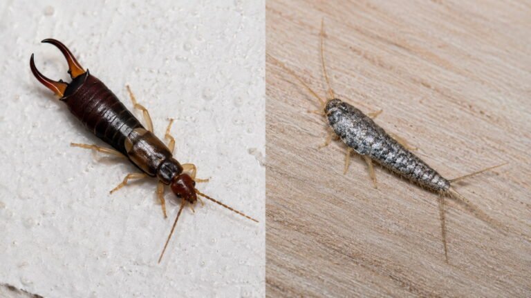 Earwig vs Silverfish