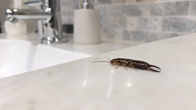 Earwigs in Bathroom