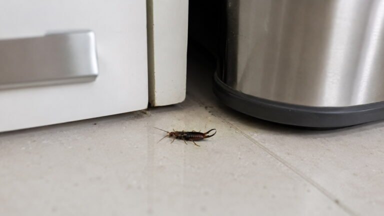 Earwigs in Kitchen