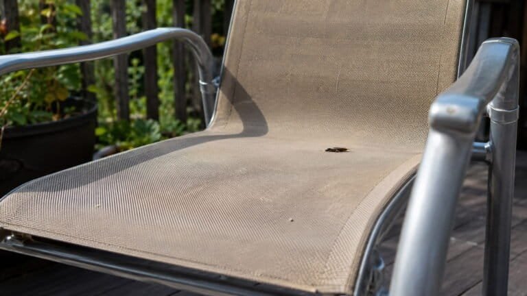 Earwigs in Outdoor Chair