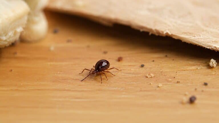 Spider Beetles in House