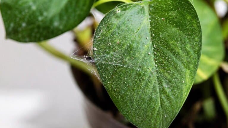 Spider Mites in House