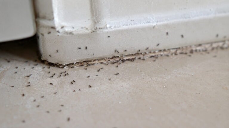 Springtails in House