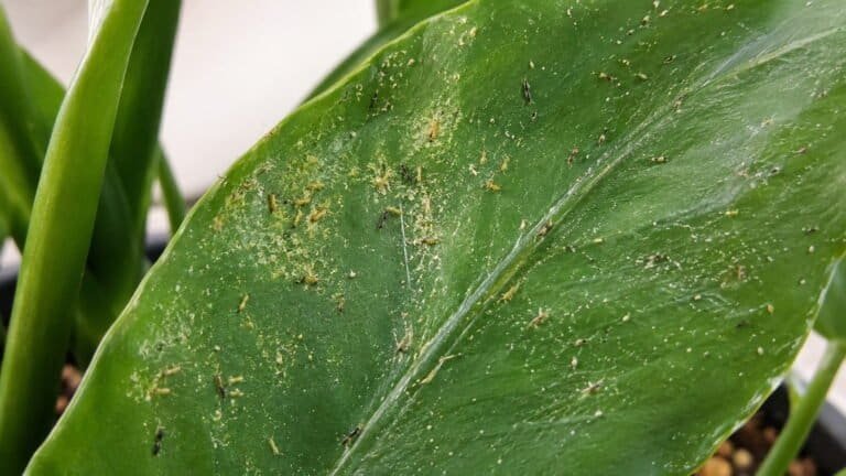 Thrips in House
