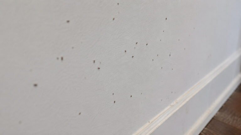 Tiny Black Specks Moving on Wall