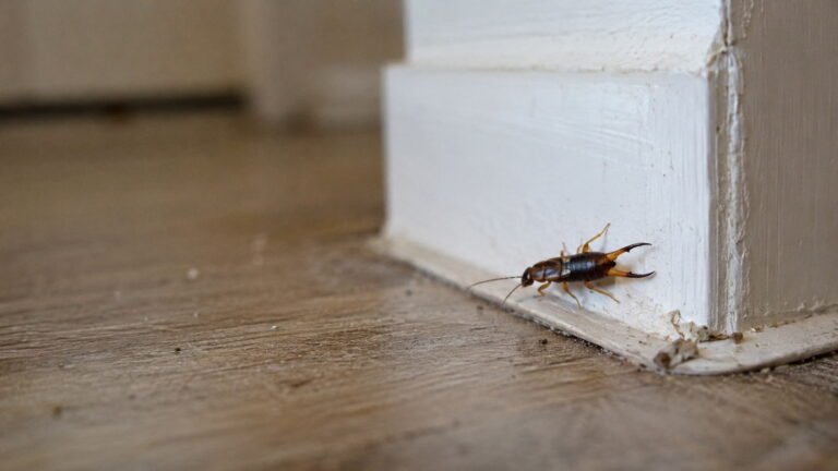 What Attracts Earwigs in the House