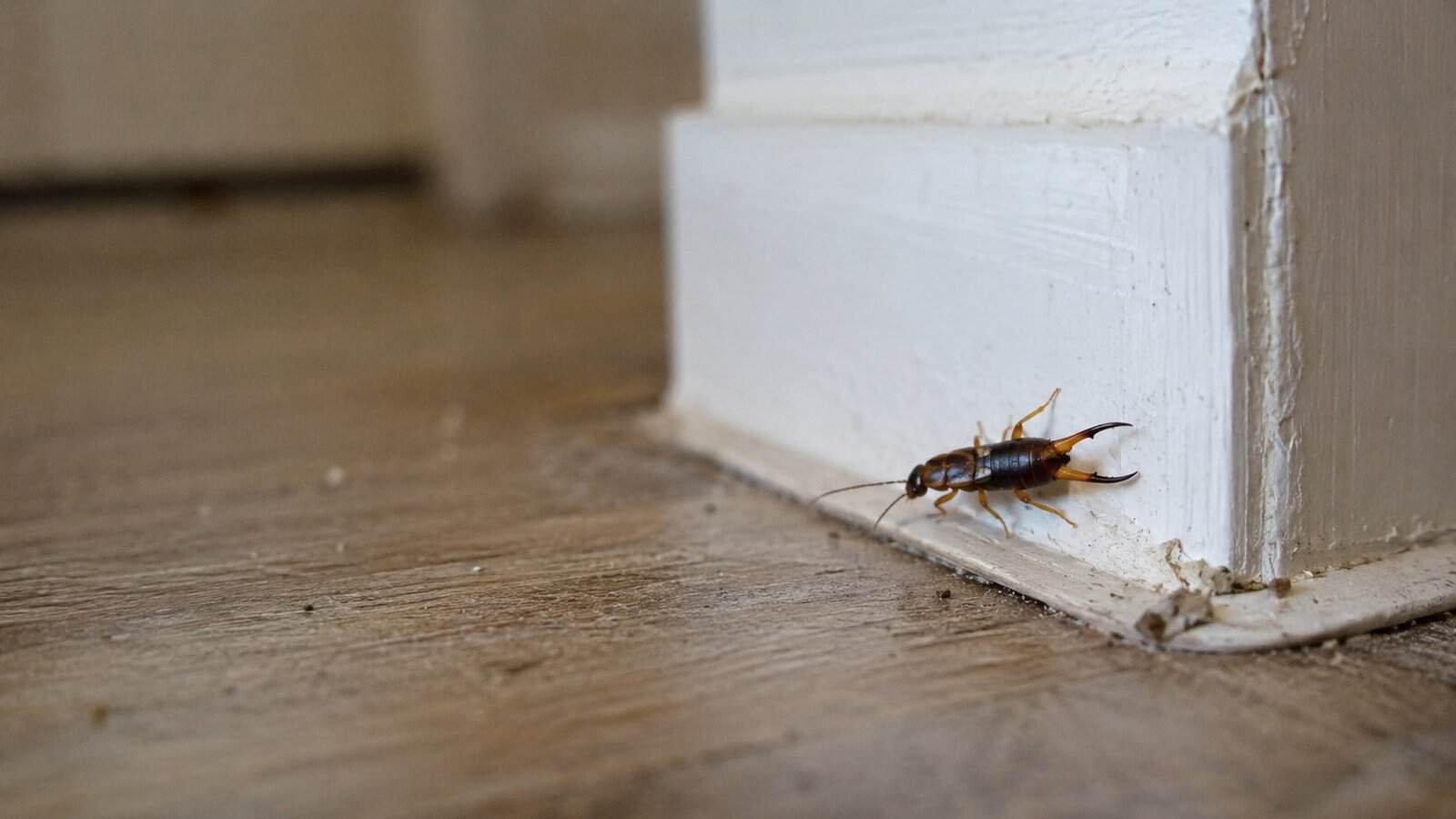 What Attracts Earwigs in the House? 12 Common Causes & Easy Ways to ...