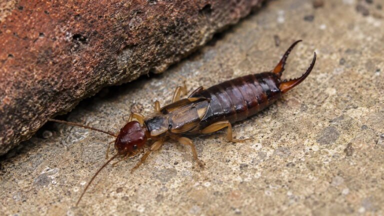 Why Are Earwigs So Bad This Year