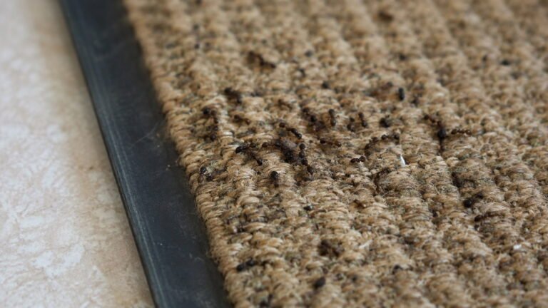 How to Identify Small Insects on Floor Mats