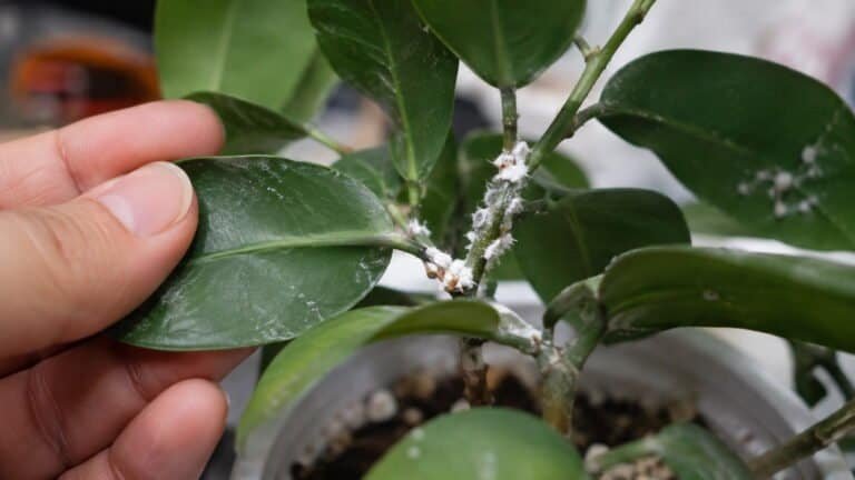Mealybugs on Indoor Plants