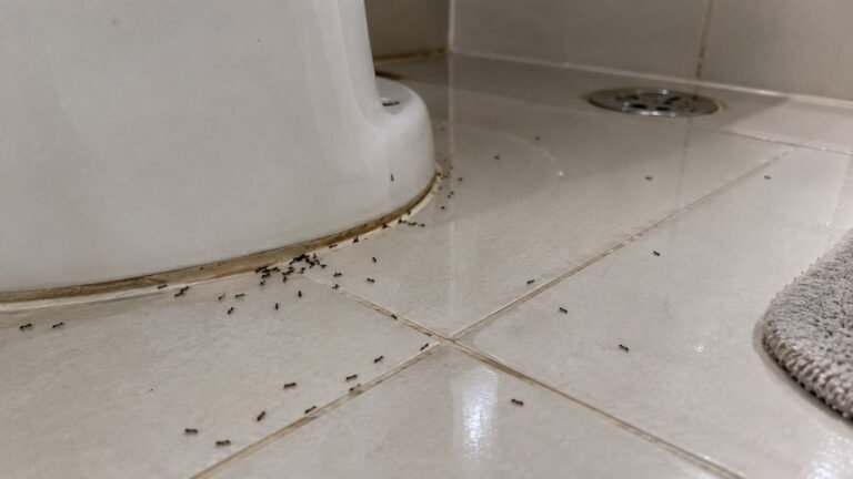 Tiny Black Ants in Bathroom